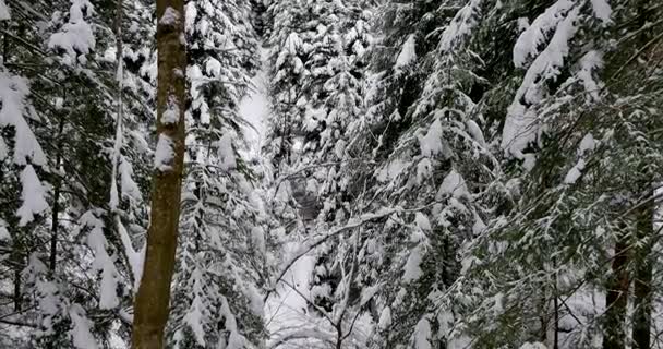 Piękny Stary Las Pokryte Śniegiem — Wideo stockowe