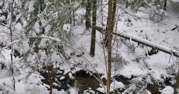 雪に覆われた美しい古い森 — ストック動画