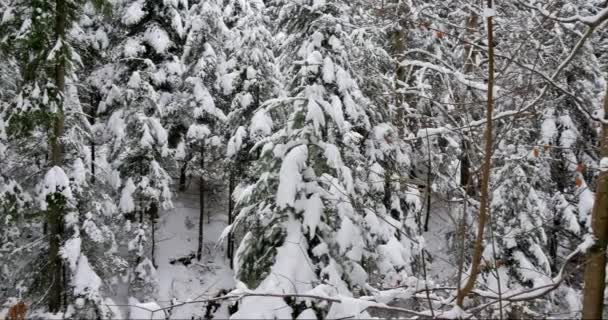 雪に覆われた美しい古い森 — ストック動画