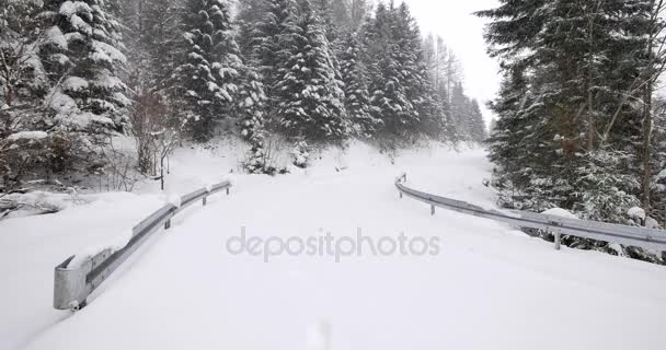 路在森林里覆盖着白雪 鲜雪飘落 — 图库视频影像