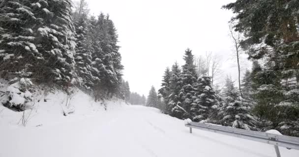 Strada Nella Foresta Coperta Neve Neve Fresca Che Cade — Video Stock