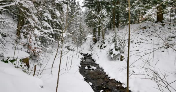 完全に雪に覆われた森の中の小さな川 — ストック動画