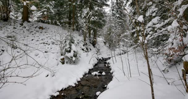 Petite rivière dans la forêt entièrement recouverte de neige .