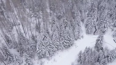 Orman hava atış karla kaplı. Kış manzara Hills karla kaplı.