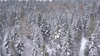 Orman hava atış karla kaplı. Kış manzara Hills karla kaplı.