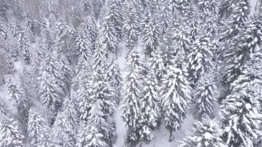 Orman hava atış karla kaplı. Kış manzara Hills karla kaplı.