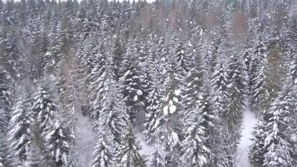 Luchtfoto Van Bos Bedekt Met Sneeuw Winterlandschap Van Heuvels Bedekt — Stockvideo