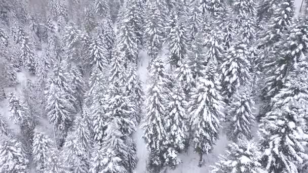 Аэросъемка Леса Покрытого Снегом Зимний Пейзаж Холмов Покрытых Снегом — стоковое видео