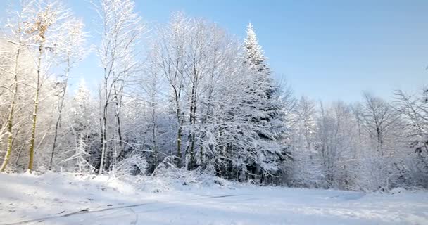 Floresta Coberta Neve Dia Ensolarado — Vídeo de Stock