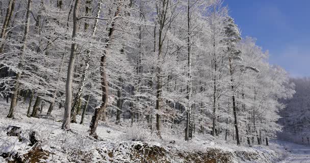 Floresta Coberta Neve Dia Ensolarado — Vídeo de Stock