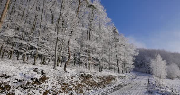 晴朗的天气里覆盖着雪的森林 — 图库视频影像
