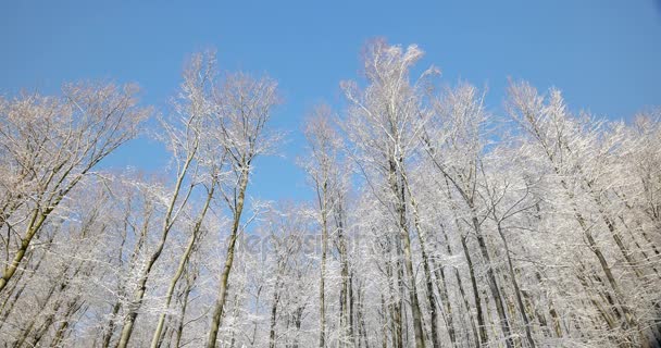 晴朗的天气里覆盖着雪的森林 — 图库视频影像