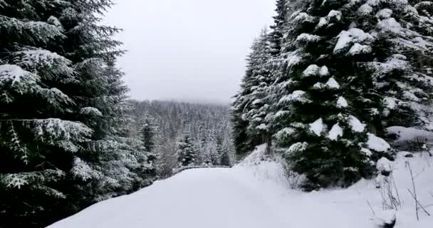 Point Vue Prise Vue Promenade Sur Route Rurale Recouverte Neige — Video