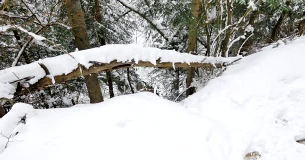 白雪覆盖的美丽古老森林 — 图库视频影像