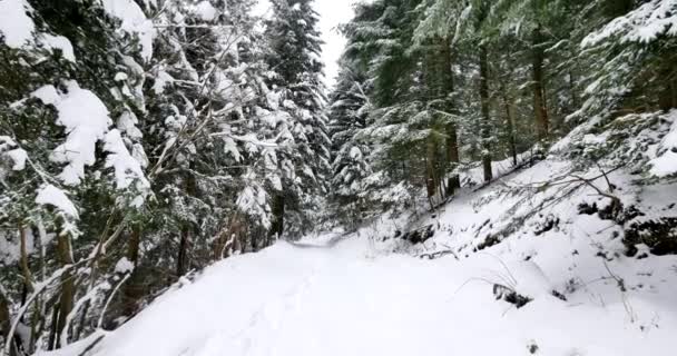 Bela Floresta Velha Coberta Neve — Vídeo de Stock