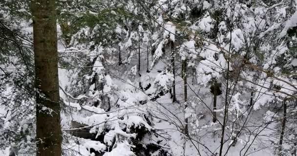 Hermoso Bosque Viejo Cubierto Nieve — Vídeos de Stock