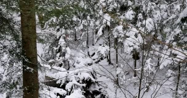 Belle forêt ancienne couverte de neige .