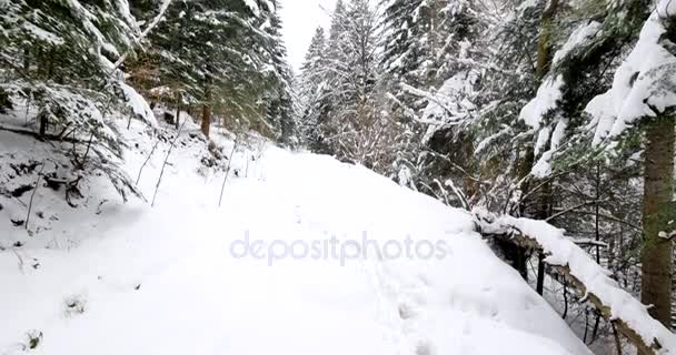 Vacker Gammal Skog Täckt Snö — Stockvideo