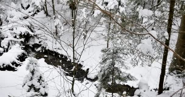 雪に覆われた美しい古い森 — ストック動画