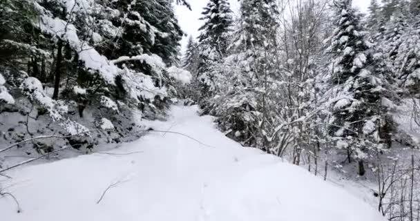 在积雪覆盖的乡间小路上的骑马镜头 — 图库视频影像