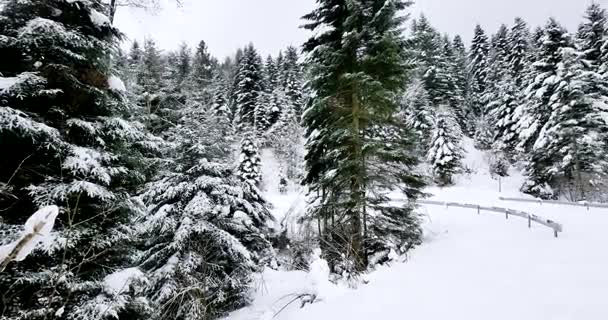 Hermoso Bosque Viejo Cubierto Nieve — Vídeo de stock