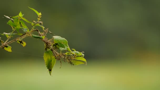 Ländliche Frühlingslandschaft Frische Grüne Wiese Mit Blumen Kräutern Und Gras — Stockvideo