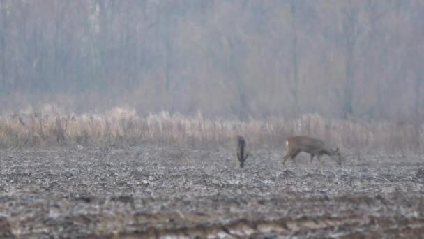 Belle chevreuil à la recherche de nourriture pendant la journée nuageuse. Images animalières UHD .