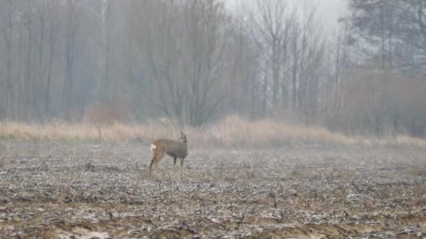 Bellissimo Capriolo Cerca Cibo Durante Giornata Nuvolosa Uhd Filmati Della — Video Stock