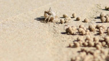 Güzel bir Tay plaj. Doğu Railey plaj Krabi. Küçük Yengeç çıkış sırasında Sahilde yürüyüş.