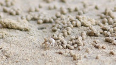 Güzel bir Tay plaj. Doğu Railey plaj Krabi. Küçük Yengeç çıkış sırasında Sahilde yürüyüş.