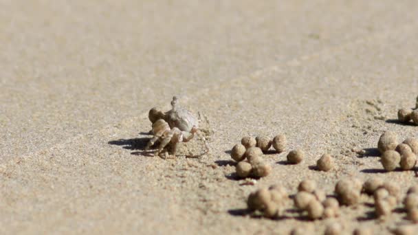 Piękna Plaża Tajski East Railay Beach Pobliżu Krabi Mały Krab — Wideo stockowe