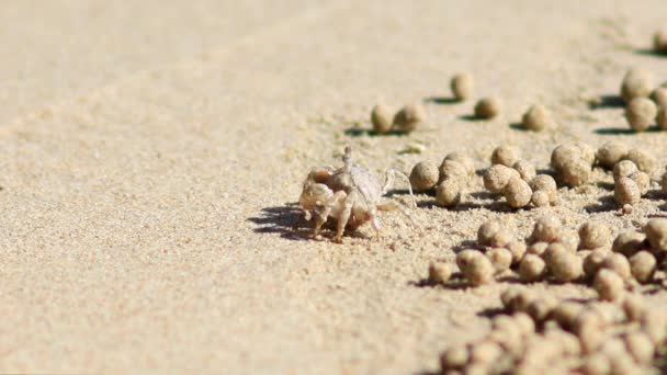 Hermosa Playa Tailandesa East Railey Beach Cerca Krabi Pequeño Cangrejo — Vídeos de Stock