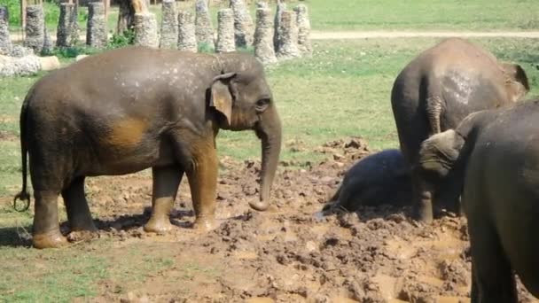 Éléphants Jouant Dans Boue — Video