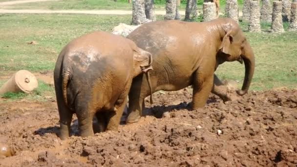 Elephants Playing Mud — Stock Video