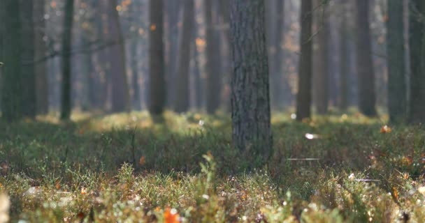 Mañana Hermoso Bosque Con Árboles Viejos Grandes — Vídeos de Stock