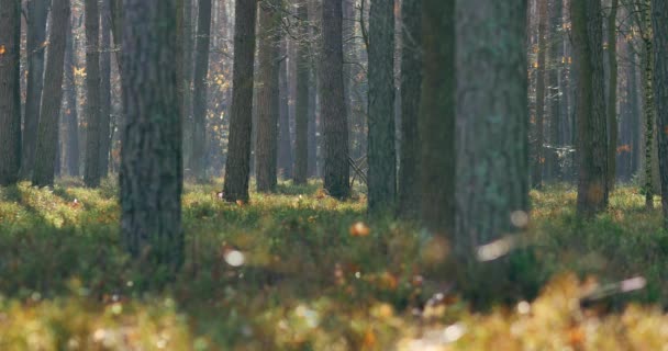 Morgon Vacker Skog Med Gamla Stora Träd — Stockvideo