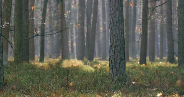 Mattina Bel Legno Con Vecchi Grandi Alberi — Video Stock