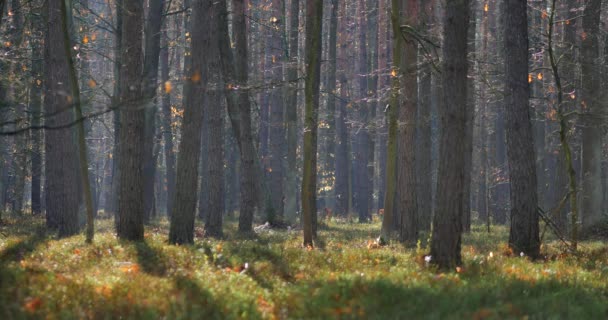 Mañana Hermoso Bosque Con Árboles Viejos Grandes — Vídeos de Stock