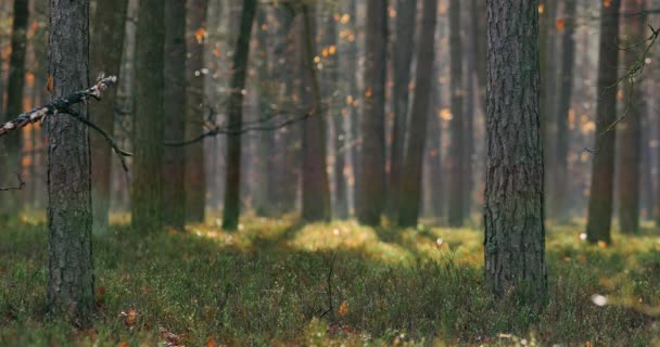 Mañana Hermoso Bosque Con Árboles Viejos Grandes — Vídeos de Stock