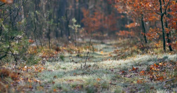 Morgon Vacker Skog Med Gamla Stora Träd — Stockvideo