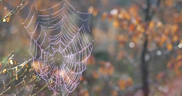 背景に日の出と Beauriful 蜘蛛の巣 ヨーロッパに位置する緑の草と素晴らしい草原 — ストック動画