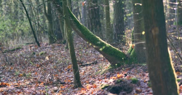 Mañana Hermoso Bosque Con Árboles Viejos Grandes — Vídeos de Stock