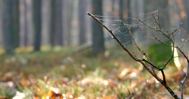 Landelijke Lente Landschap Eerste Groene Bladeren Tak — Stockvideo