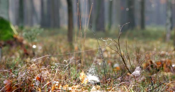 Ochtend Prachtig Bos Met Oude Grote Bomen — Stockvideo