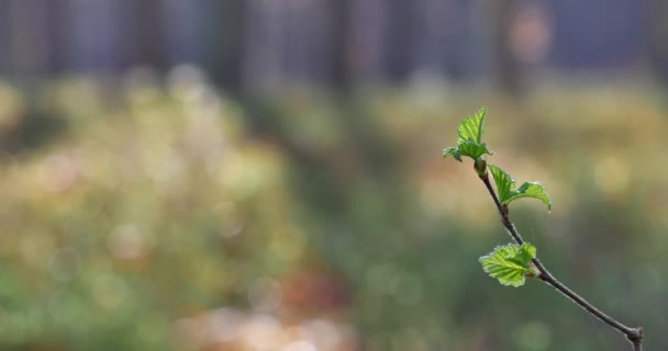 Ländliche Frühlingslandschaft Erste Grüne Blätter Auf Dem Zweig — Stockvideo