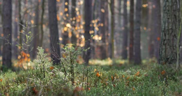 Mañana Hermoso Bosque Con Árboles Viejos Grandes — Vídeo de stock