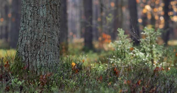 Morgon Vacker Skog Med Gamla Stora Träd — Stockvideo