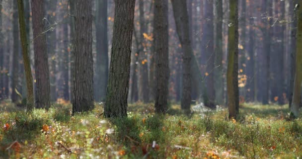 Poranek Pięknym Lesie Starymi Wielkimi Drzewami — Wideo stockowe