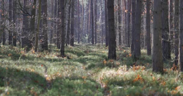 Утро Красивом Лесу Старыми Большими Деревьями — стоковое видео
