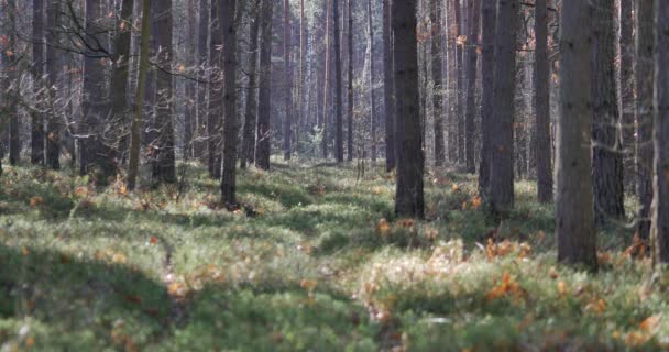 Matin Dans Beau Bois Avec Vieux Grands Arbres — Video